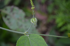 Tragia involucrata